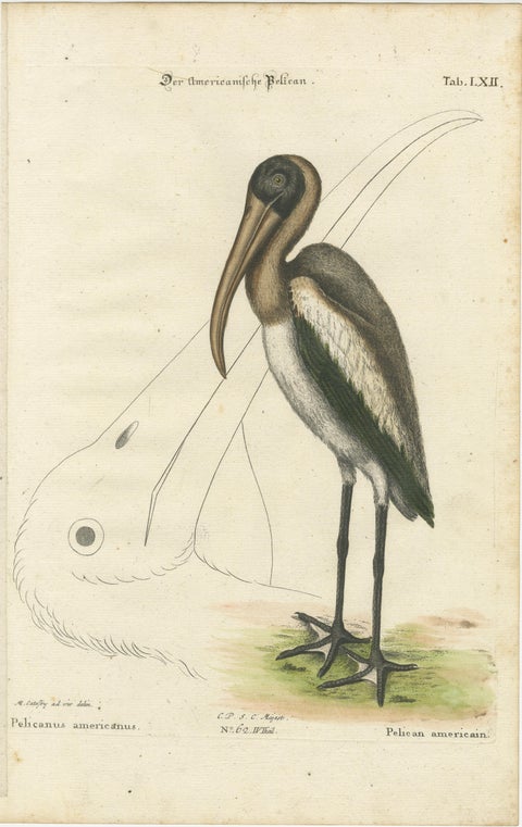 Antique Hand-Colored Engraving of the American Pelican, 19th Century, view 2