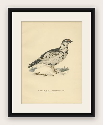Antique Bird Print of the Black Grouse 'Winter' by Von Wright, 1929, shown framed