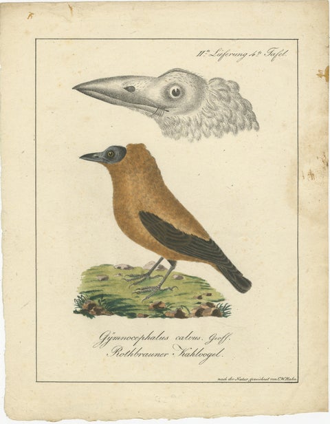Elegant Misnomer: The Rusty-Brown Bird of Hahn's Legacy, circa 1820, view 2