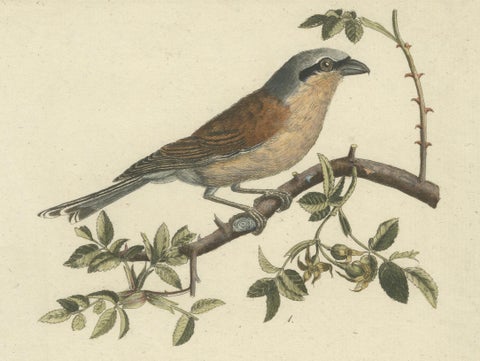 Shrikes in Natural Harmony: A Study of Avian Elegance by Ambrosius Gabler, 1809, close-up 3