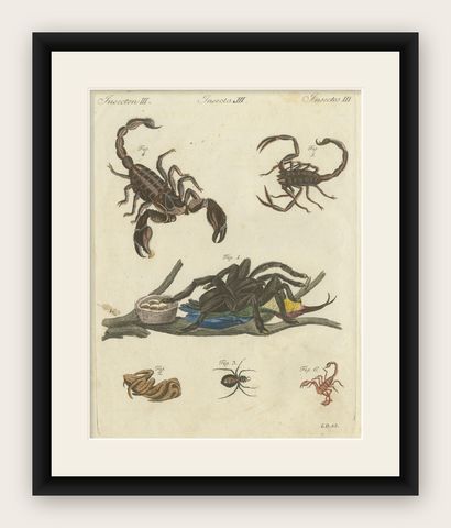Original Antique Print of Tarantula, Spiders and Scorpions by Bertuch, c. 1790, shown framed