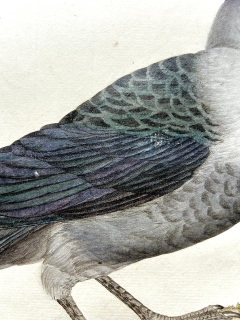 Western Jackdaw Print, Corvus Monedula by Nozeman and Sepp, 1797, view 4