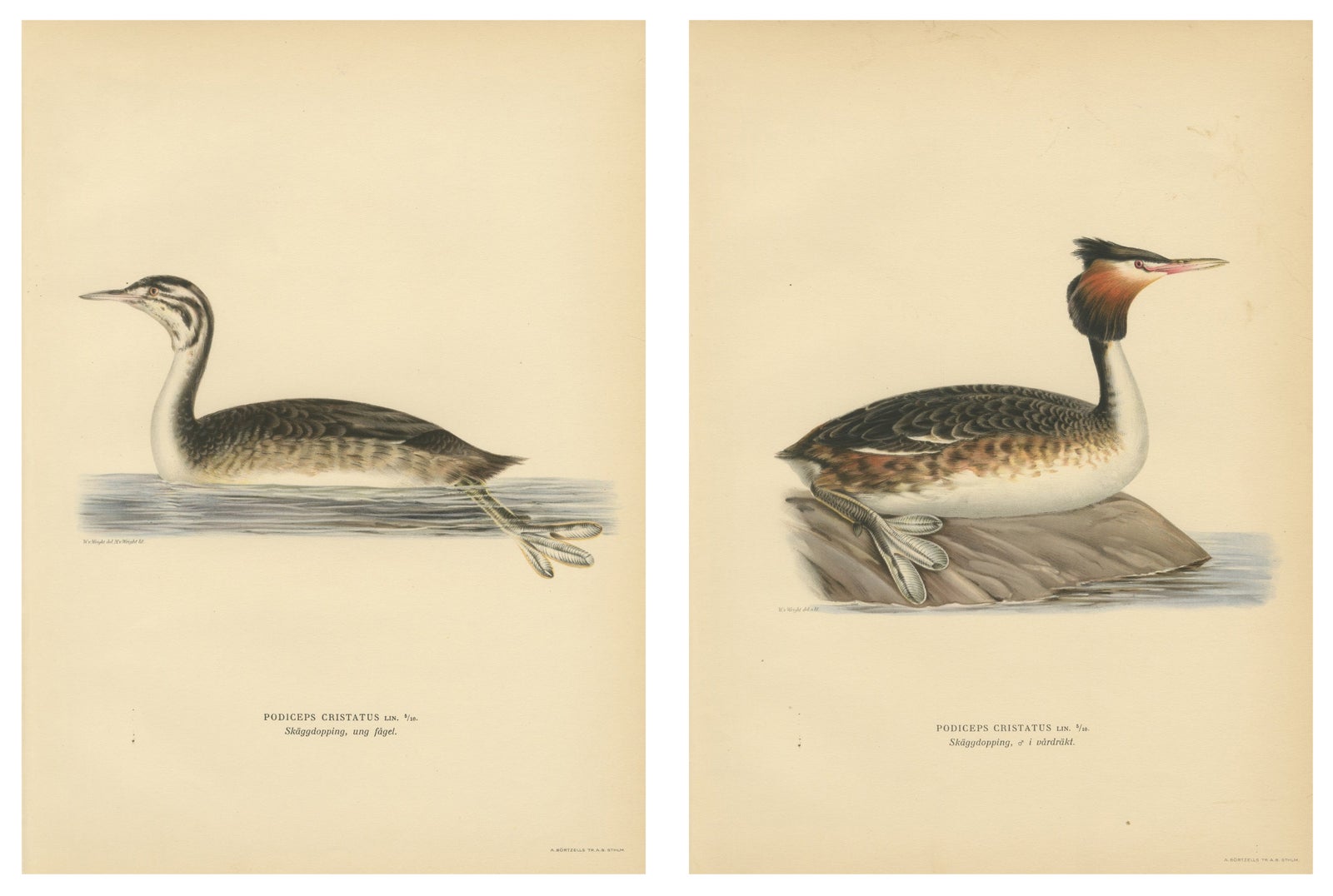 ntique Great Crested Grebe Bird Lithographs Set of 2, Sweden Ornithology 1929