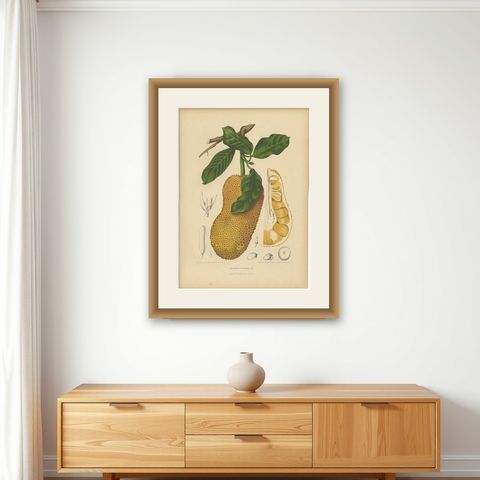 Original Antique Jackfruit Botanical Chromolithograph by Hoola van Nooten, 1880, shown framed on a wall
