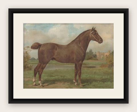 Antique Print of the Hackney Horse by O. Eerelman, 1898, shown framed