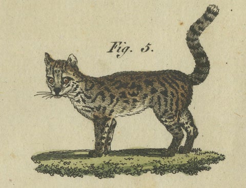Striking 1805 Hand-Colored Engraving of Wild Cats and Predatory Mammals, close-up 5
