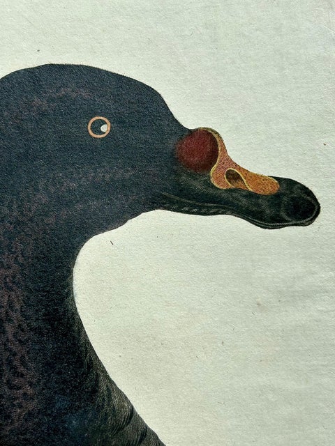Common Scoter, Antique Bird Print ‘Anas Nigra’ by Nozeman & Sepp, 1770, view 7