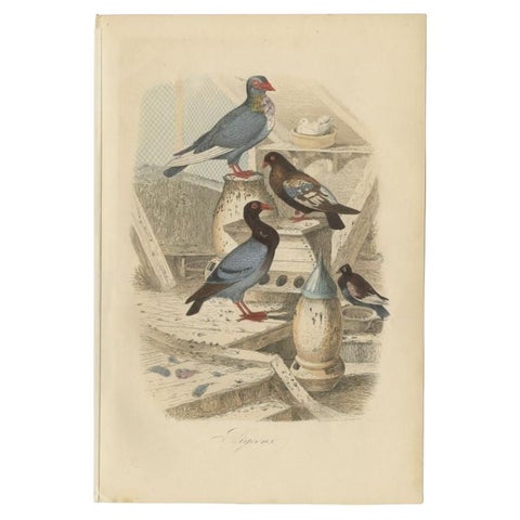 Colorful Decorative Antique Print of Pigeons, 1854, view 2