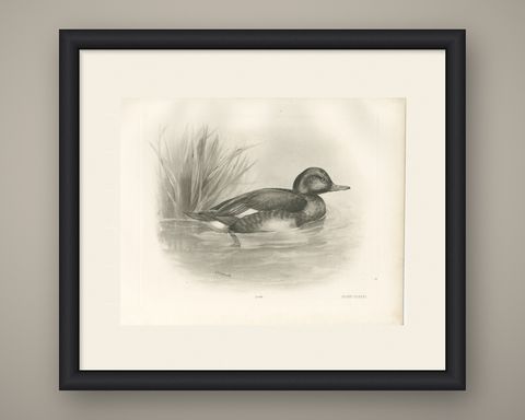 Diving Duck, Antique Bird Print after Lilian Medland, circa 1909, shown framed