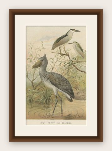 Authentic Chromolithograph Depicting a Night-Heron and Boatbill, 1895, shown framed
