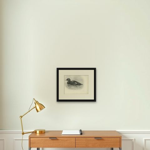 Velvet Scoter, Antique Bird Print after Lilian Medland, circa 1909, shown framed on a wall