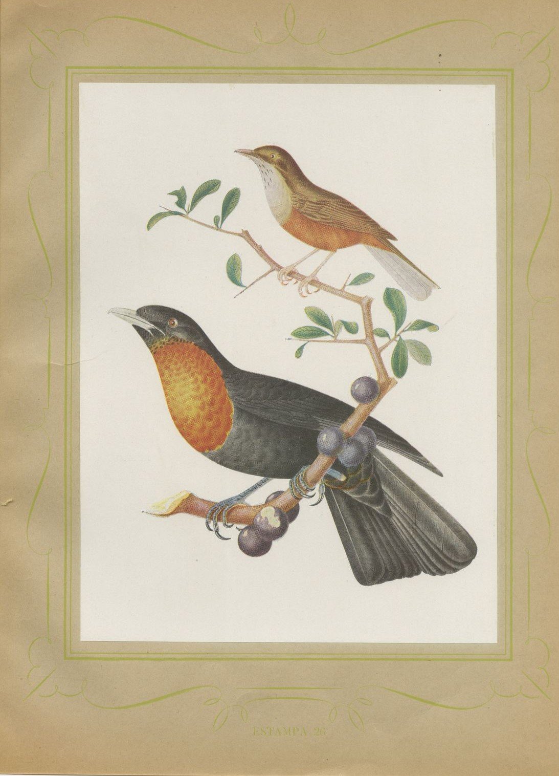 Thrushes, Brazilian Bird Print, Descourtilz, 1944
