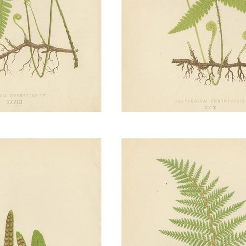 Antique Victorian Fern Botanical Prints Set, Polypodium Studies Wall Art 1856, close-up 2