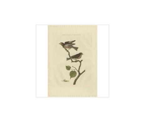 Fringilla Linota, Common Linnet, Hand-Colored Engraving by Nozeman, 1770–1829, view 4