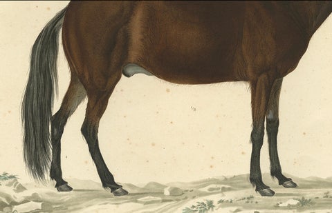 Rare Antique Print of the Icelandic Horse, 1842, close-up 3