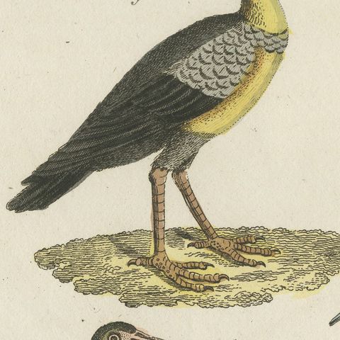 Scarlet Ibis and Other Ibises, Antique Bertuch Print, Vienna, circa 1812, close-up 5