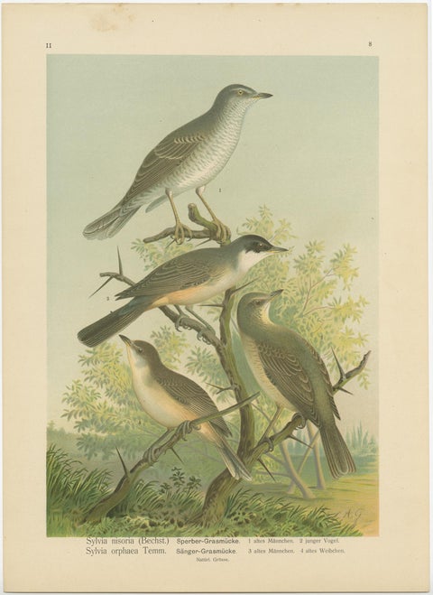 Antique Bird Print of the Barred & Western Orphean Warble by Naumann, circa 1895, view 2