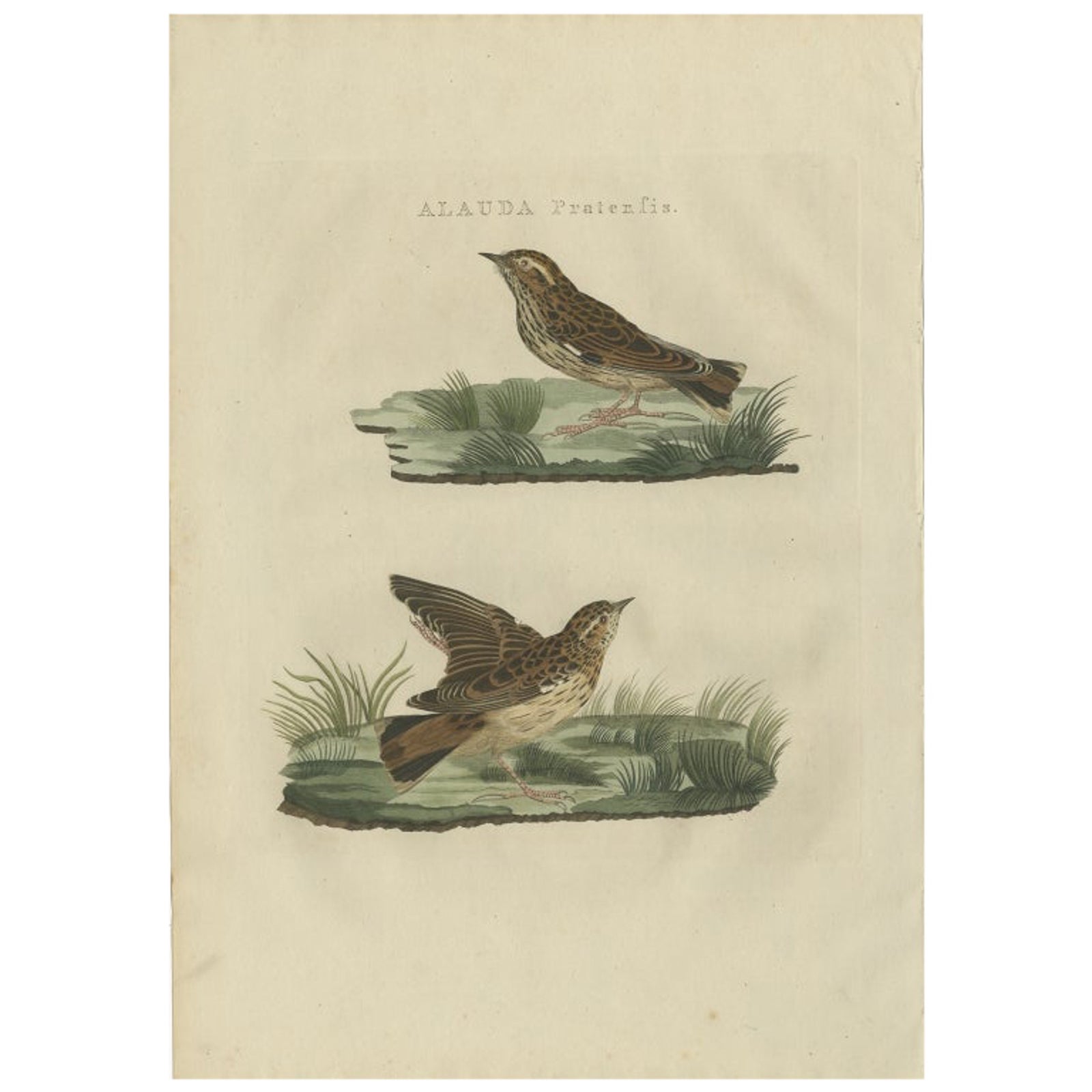 Meadow Pipit Bird Print, Alauda Pratensis from Nederlandsche Vogelen, 1809