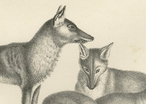 19th-Century Lithograph of Foxes, Fennec Fox, and Senegal Jackal in the Wild, close-up 2