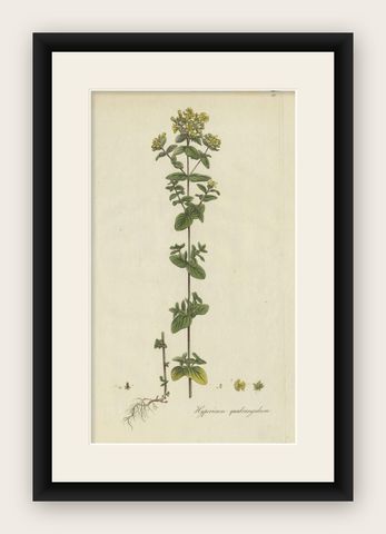 Antique Botany Print of a Species of St. Johnswort by Curtis, circa 1777, shown framed