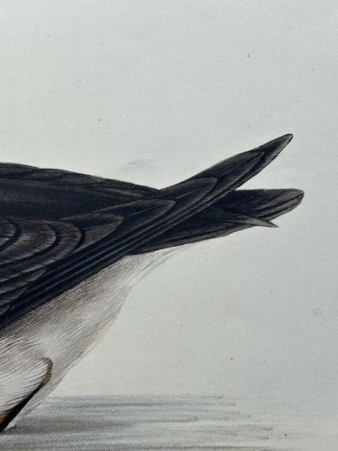 Manks Shearwater, Antique Bird Print by John Gould, c.1832, view 4