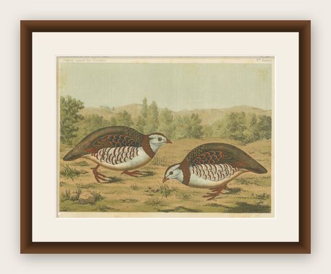 Original Old Bird Print of a Barbary Partridge, shown framed