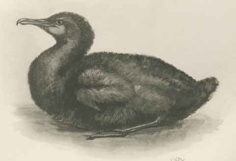 Newly Hatched and Downy Young of the Cormorant or Shag after Medland, c. 1909, close-up 2
