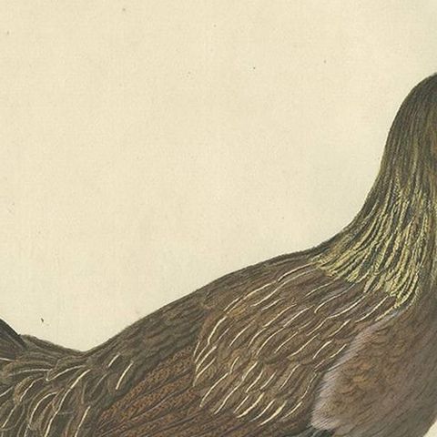Hen, Gallus Domesticus Foemina, Nozeman & Sepp Antique Bird Print, c.1829, close-up 1