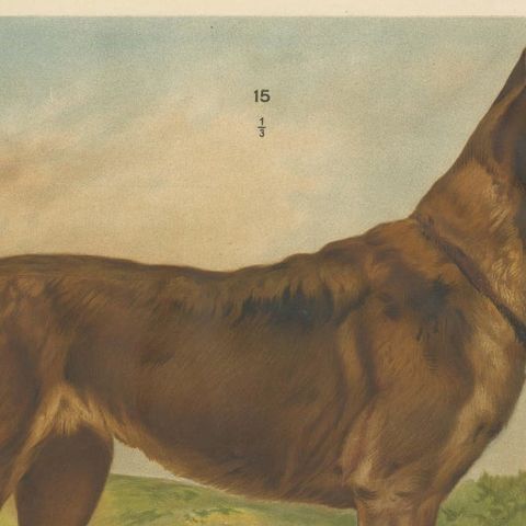 Large Antique Dog Poster, Shepherd and Mastiff by Briedwiser c.1880, close-up 6