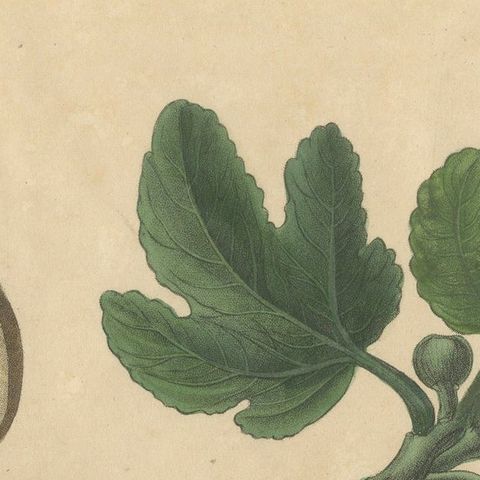 Antique Fig Botanical Print, Ficus Carica, Hand Colored, c.1831, close-up 4