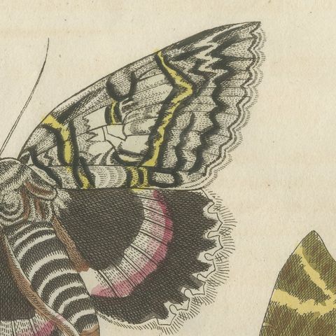 Underwing and Tiger Moths with Caterpillars, Antique Bertuch Print, circa 1805, close-up 3