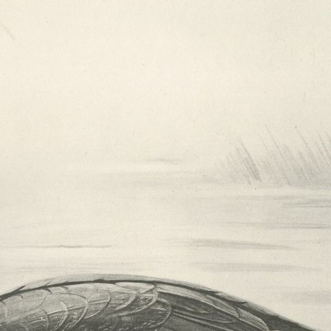 Tufted Duck, Antique Bird Print after Lilian Medland, circa 1909, close-up 2