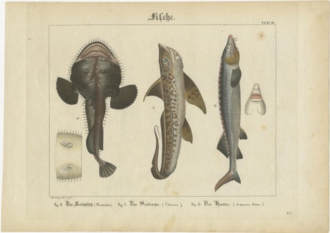 Antique Fish Prints, Engraved Plates of Rare Species, Hand-Colored, c.1821, view 3