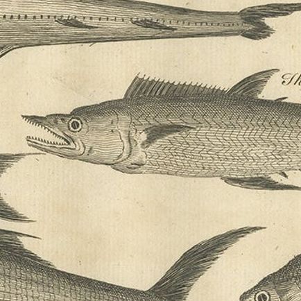 Antique Fish Print of Sierra Leona, with The Banana, The Monk and More, c.1752, close-up 2