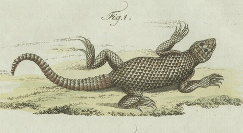 Original Antique Print of Five Exotic Lizards by Bertuch, 1802, close-up 5