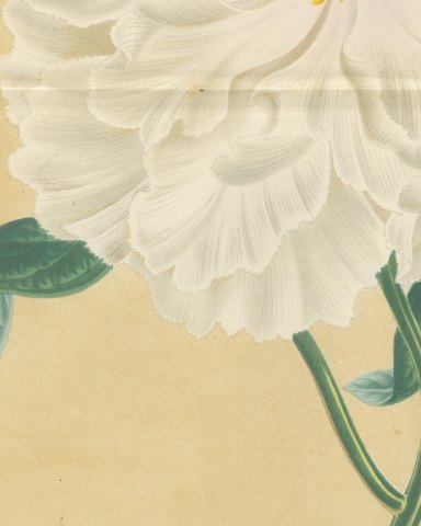 White Tree Peony Princesse Marie des Pays Bas, Paeonia Moutan, 1858, close-up 3