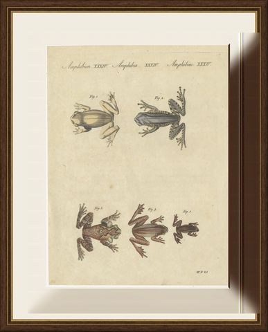 Five Tree Frogs, Antique Bertuch Print, Vienna, circa 1815, shown framed