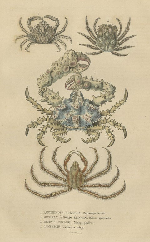 19th Century Antique Handcolored Print of Different Sea Crabs, 1845, close-up 2