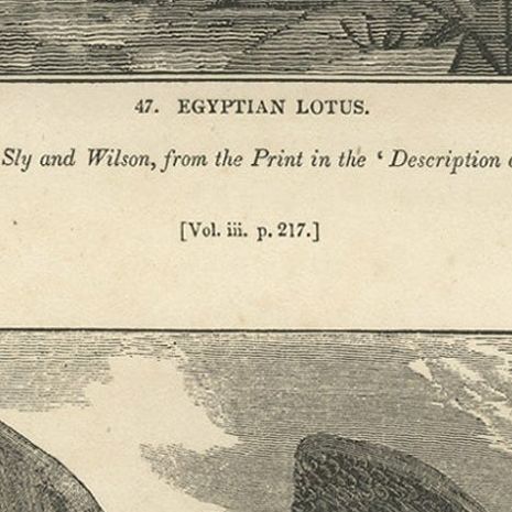 Antique Print of Egyptian Lotus and a Condor Bird, 1835, close-up 3