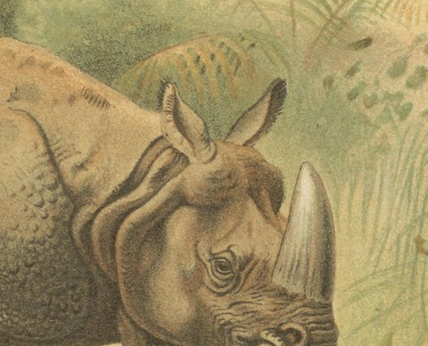 Indian Rhinoceros, Antique Natural History Chromolithograph, 1894, view 7
