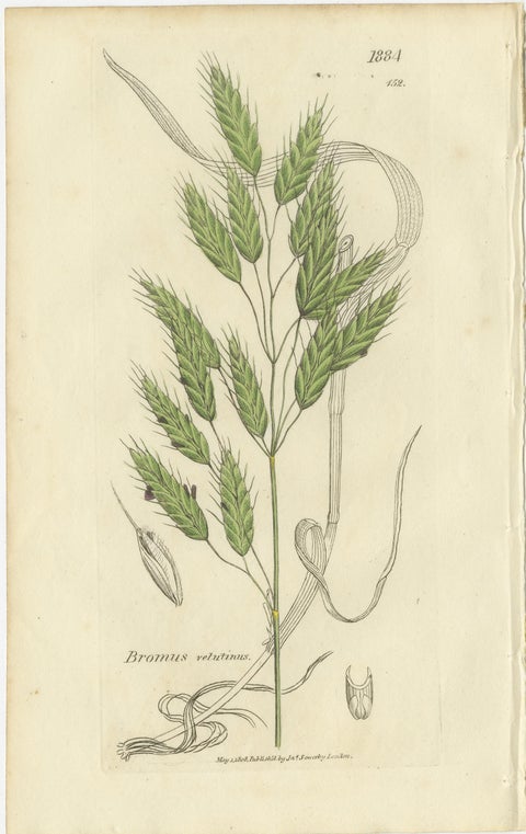 Set of 8 Antique Botanical Engravings of Festuca & Brome Grasses, c.1830, view 9