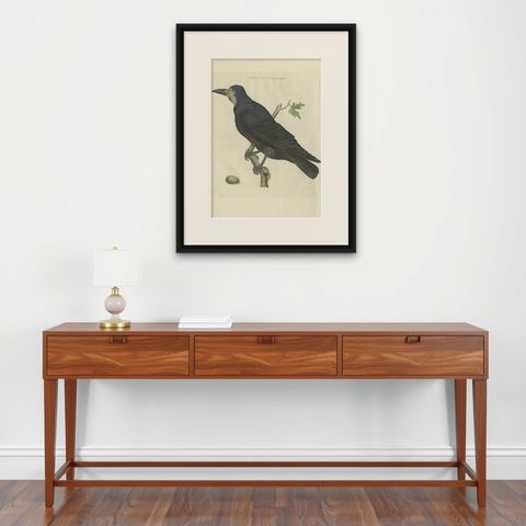 Antique Bird Print of the Rook by Sepp & Nozeman, 1797, shown framed on a wall