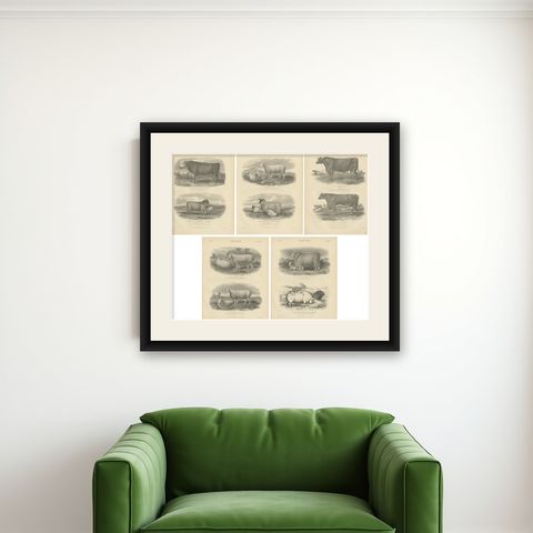 Set of 5 Antique Prints of Farm Animals Cow, Bull, Sheep, Pig, circa 1879, shown framed on a wall