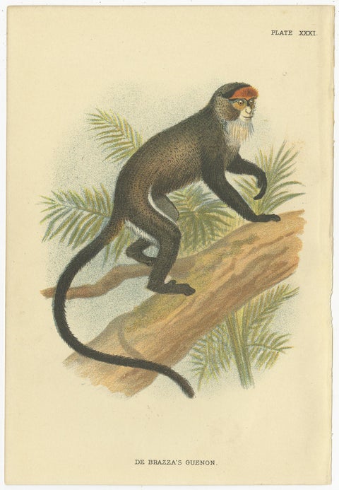 Set of 4 Antique Prints of Guenon Monkey Species by Lloyd, 'circa 1894', view 3
