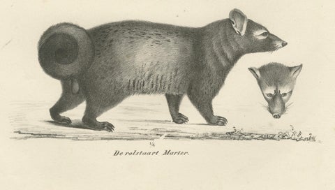 19th-Century Lithograph of Egyptian Mongoose, Dark Mongoose, and Ringtail Marten, close-up 4