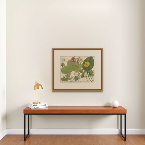 Aquatic Elegance: Water Lilies and Pond Plants in 18th Century Engraving, 1748, shown framed on a wall