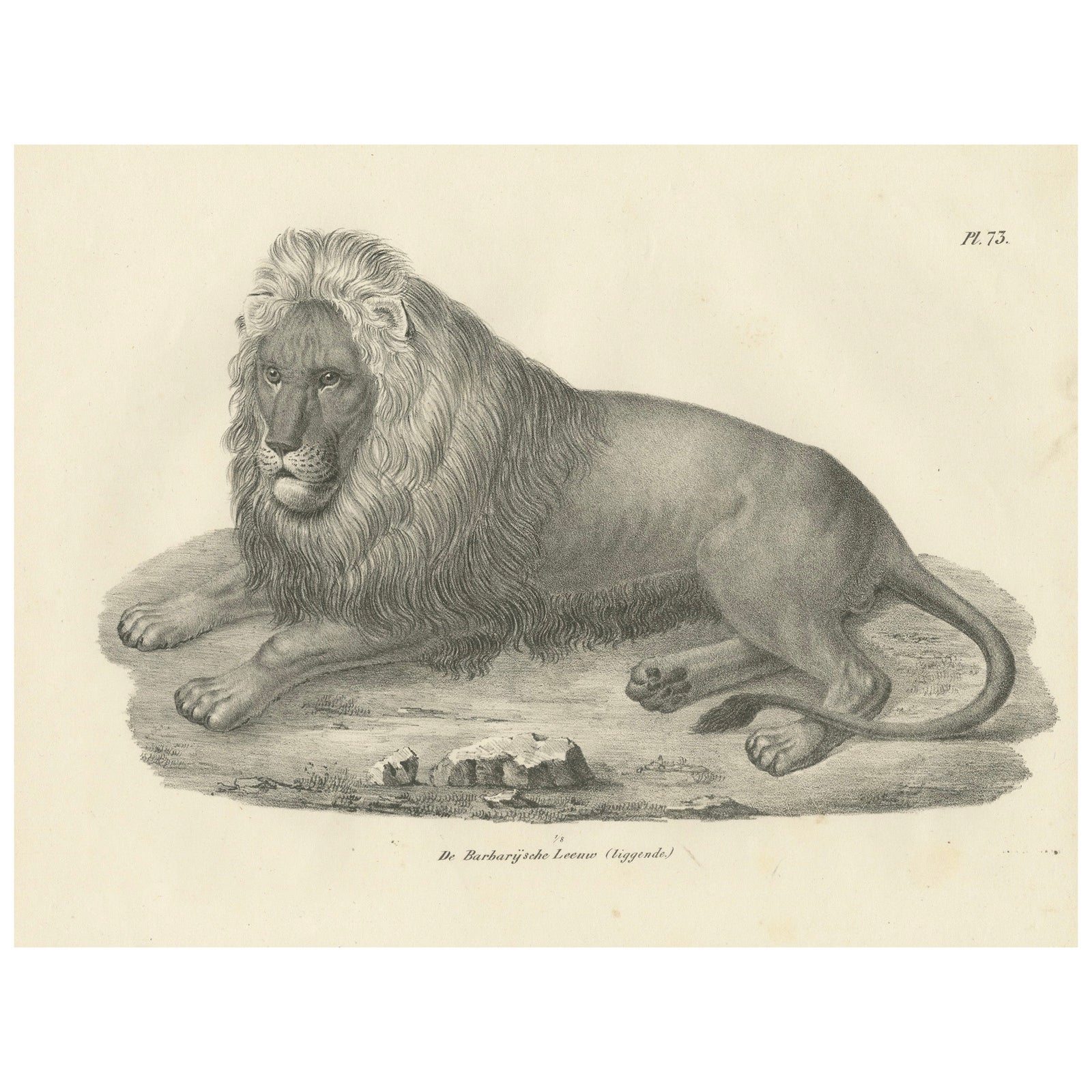 19th-Century Lithograph of the Barbary Lion in a Majestic Reclining Pose