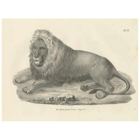 19th-Century Lithograph of the Barbary Lion in a Majestic Reclining Pose