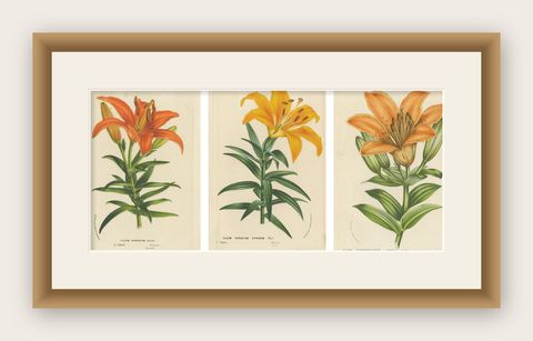 Exquisite Hand-Colored Lily Prints: Botanical Study of Lilium Species from Japan, shown framed