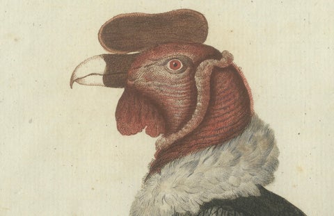 Andean Condor (Male) - Majestic Vultur gryphus Illustration by Bertuch, 1805, close-up 2